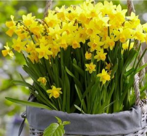 صادرات گل نرگس مینیاتوری ( Miniature daffodils )