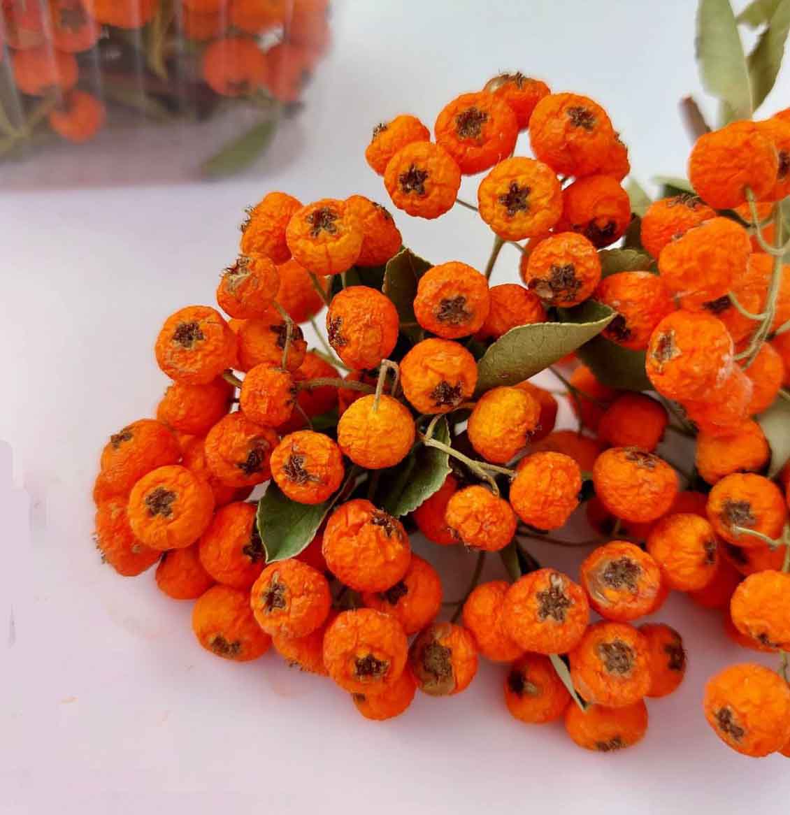 صادرات گل خشک پیراکانتا