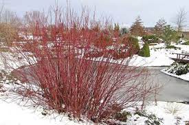 صادرات بید قرمز ( Red Willow Tree )