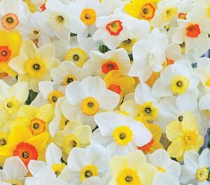 صادرات گل نرگس شیپور کوچک ( Small cupped Daffodils )