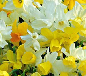 صادرات گل نرگس سه گانه ( Triandrus Daffodils )
