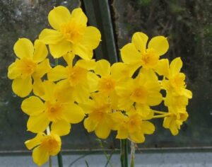 صادرات گل نرگس وحشی ( Jonquilla Daffodils )
