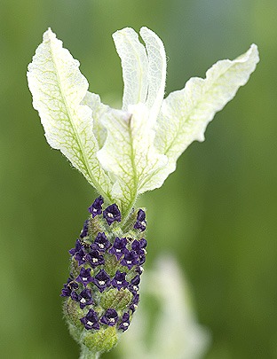 صادرات اسطوخودوس فرانسوی ( ballerina lavender )
