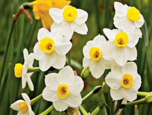 صادرات گل نرگس تازتا ( Tazetta Daffodils )