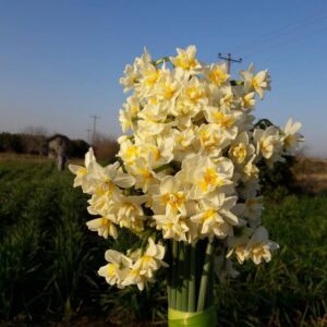 صادرات گل نرگس پُرپَر ( Double Daffodils )