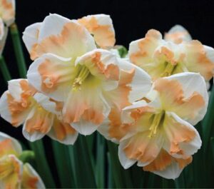 صادرات گل نرگس تاج شکافته ( Split corona Daffodils )