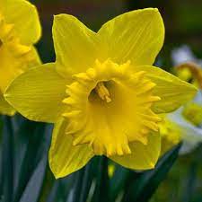 صادرات گل نرگس شهلا ( Trumpet Daffodils )